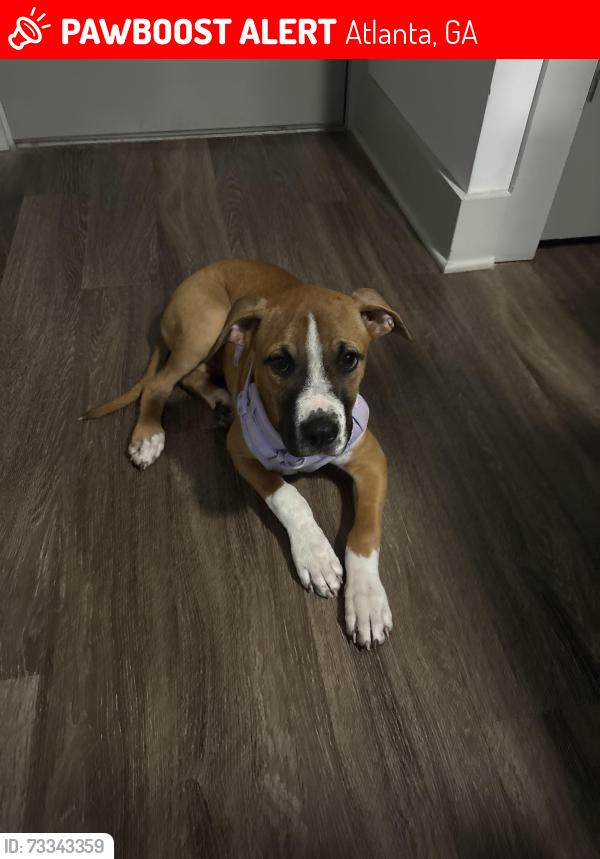 Lost Female Dog last seen Stadium walk apmts, Atlanta, GA 30339