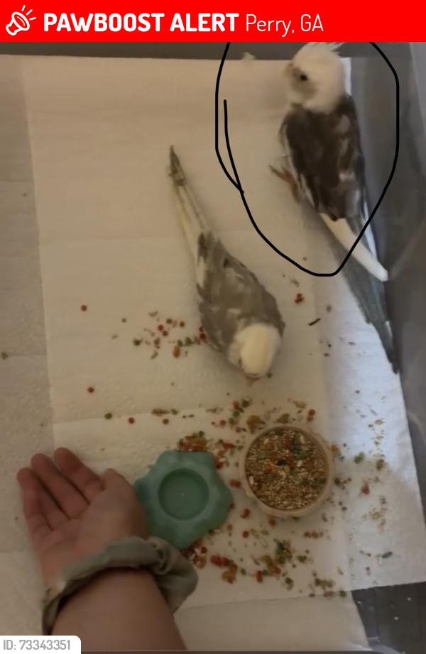 Lost Unknown Bird last seen At the gas station circle k, Perry, GA 31069