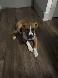 Lost Female Dog last seen Stadium walk apmts, Atlanta, GA 30339