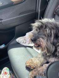 Reunited Male Dog last seen Woodcrest Dr, Deer Park, TX 77536