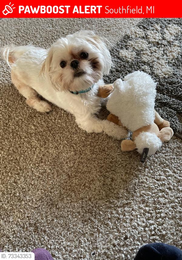 Lost Male Dog last seen 9 Mile and Lahser, Southfield, MI 48075