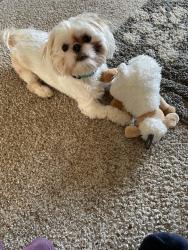 Lost Male Dog last seen 9 Mile and Lahser, Southfield, MI 48075