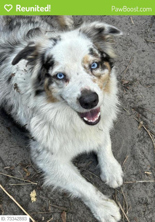 Reunited Male Dog last seen 15a & 44 near the Marinos, DeLand, FL 32720