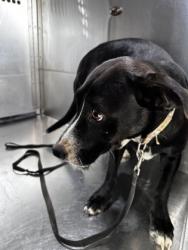 Shelter Stray Female Dog last seen i35 AND LANCASTER, East District, TX, 355 Hillshire Dr, Haslet, TX 76052, USA
