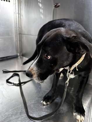 Shelter Stray Female Dog last seen i35 AND LANCASTER, East District, TX, 355 Hillshire Dr, Haslet, TX 76052, USA