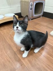 Shelter Stray Female Cat last seen Near Dean Lee Drive, 70802, LA, 2550 Gourrier Ave, Baton Rouge, LA 70820, USA