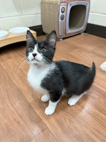 Shelter Stray Female Cat last seen Near Dean Lee Drive, 70802, LA, 2550 Gourrier Ave, Baton Rouge, LA 70820, USA