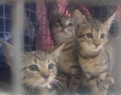 Shelter Stray Male Cat last seen Near Cherokee Rd., 70806, LA, 2550 Gourrier Ave, Baton Rouge, LA 70820, USA