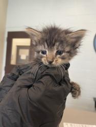 Shelter Stray Female Cat last seen Near valley street, 70808, LA, 2550 Gourrier Ave, Baton Rouge, LA 70820, USA