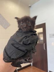 Shelter Stray Male Cat last seen Near valley street, 70808, LA, 2550 Gourrier Ave, Baton Rouge, LA 70820, USA