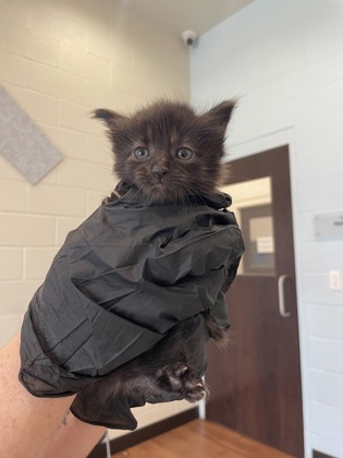 Shelter Stray Male Cat last seen Near valley street, 70808, LA, 2550 Gourrier Ave, Baton Rouge, LA 70820, USA