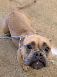 Shelter Stray Female Dog last seen Near Shawnee, 5th District, OH, 9203 Detroit Ave, Cleveland, OH 44102, USA