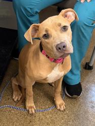 Shelter Stray Female Dog last seen W 25 & Detroit, 2nd District, OH, 9203 Detroit Ave, Cleveland, OH 44102, USA