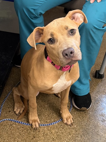 Shelter Stray Female Dog last seen W 25 & Detroit, 2nd District, OH, 9203 Detroit Ave, Cleveland, OH 44102, USA