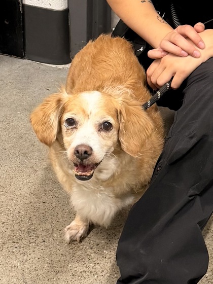 Shelter Stray Female Dog last seen Near Linn, 5th District, OH, 9203 Detroit Ave, Cleveland, OH 44102, USA