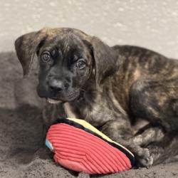 Shelter Stray Male Dog last seen W LA LOMA DR at LAS CASAS WAY, Rancho Cordova, CA, 6201 Florin Perkins Rd, Sacramento, CA 95828, USA