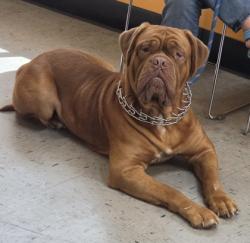 Shelter Stray Male Dog last seen W. Waldron Ct, Dunnellon, FL, 4030 S Airport Rd, Inverness, FL 34450, USA