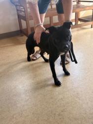 Shelter Stray Female Dog last seen Fairway Dr + Cambridge Dr, Duncanville, TX, 1150 E Pleasant Run Rd, Cedar Hill, TX 75104, USA