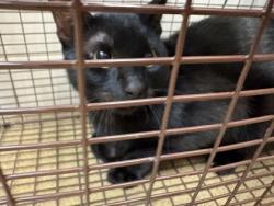 Shelter Stray Unknown Cat last seen Near Lombard, Duncanville, TX, 1150 E Pleasant Run Rd, Cedar Hill, TX 75104, USA