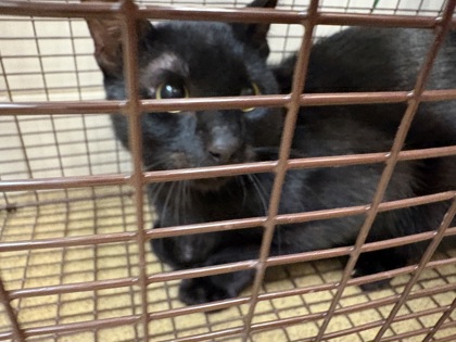 Shelter Stray Unknown Cat last seen Near Lombard, Duncanville, TX, 1150 E Pleasant Run Rd, Cedar Hill, TX 75104, USA