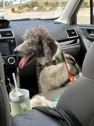 Reunited Male Dog last seen Home Suites near Epic Central Park, Grand Prairie, TX 75051