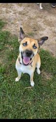 Shelter Stray Female Dog last seen Broad Creek Road, Fairfield Harbour, NC, 1639 Old Airport Rd, New Bern, NC 28562, USA