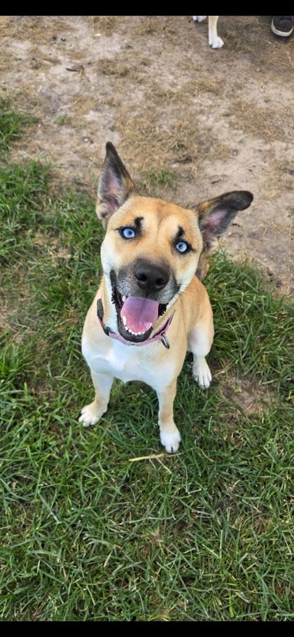 Shelter Stray Female Dog last seen Broad Creek Road, Fairfield Harbour, NC, 1639 Old Airport Rd, New Bern, NC 28562, USA