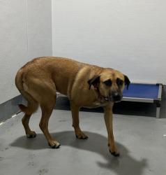 Shelter Stray Female Dog last seen Near Block Of Everman Parkway, EVERMAN, TX, 3961 Bluebell Dr, Everman, TX 76140, USA