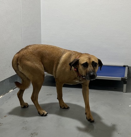 Shelter Stray Female Dog last seen Near Block Of Everman Parkway, EVERMAN, TX, 3961 Bluebell Dr, Everman, TX 76140, USA