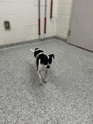Shelter Stray Male Dog last seen Near Unity Dr, City of Knoxville ASO, TN, 3201 Division St, Knoxville, TN 37919, USA