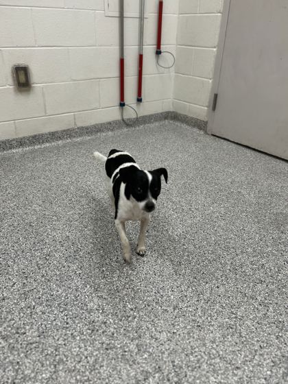 Shelter Stray Male Dog last seen Near Unity Dr, City of Knoxville ASO, TN, 3201 Division St, Knoxville, TN 37919, USA