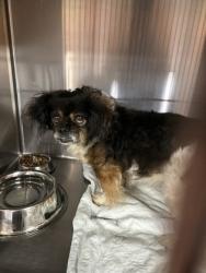 Shelter Stray Unknown Dog last seen Near Republic Dr, FOREST HILL, TX, 3961 Bluebell Dr, Everman, TX 76140, USA