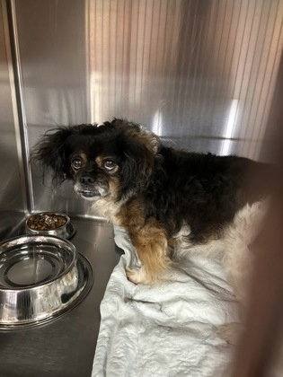 Shelter Stray Unknown Dog last seen Near Republic Dr, FOREST HILL, TX, 3961 Bluebell Dr, Everman, TX 76140, USA