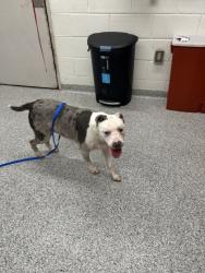 Shelter Stray Female Dog last seen Near Marguerite Rd NW, City of Knoxville ASO, TN, 3201 Division St, Knoxville, TN 37919, USA