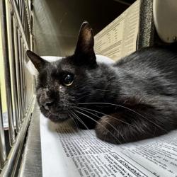 Shelter Stray Unknown Cat last seen Near block of Dorsey, FOREST HILL, TX, 3961 Bluebell Dr, Everman, TX 76140, USA