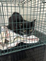 Shelter Stray Male Cat last seen Near E Caldwell Ave, Knox County GP, TN, 3201 Division St, Knoxville, TN 37919, USA