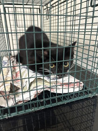 Shelter Stray Male Cat last seen Near E Caldwell Ave, Knox County GP, TN, 3201 Division St, Knoxville, TN 37919, USA