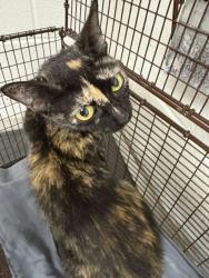 Shelter Stray Female Cat last seen Near Atlantic Ave, Knox County GP, TN, 3201 Division St, Knoxville, TN 37919, USA