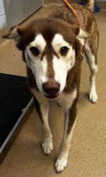 Shelter Stray Male Dog last seen Near RAVEN CIRCLE 30058, 30058, GA, 3280 Chamblee Dunwoody Rd, Chamblee, GA 30341, USA