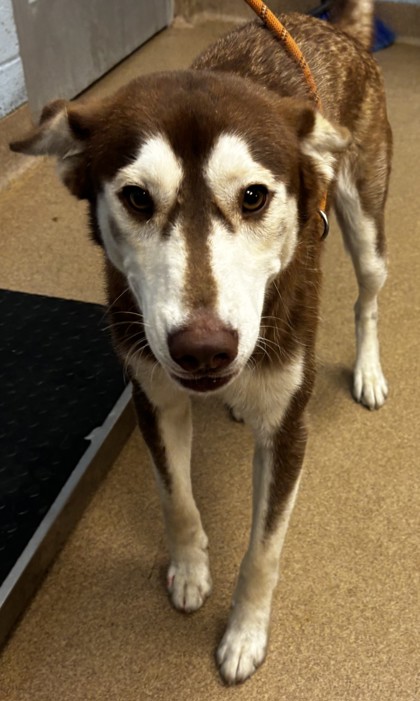 Shelter Stray Male Dog last seen Near RAVEN CIRCLE 30058, 30058, GA, 3280 Chamblee Dunwoody Rd, Chamblee, GA 30341, USA