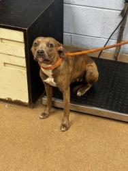 Shelter Stray Female Dog last seen , , GA, 3280 Chamblee Dunwoody Rd, Chamblee, GA 30341, USA