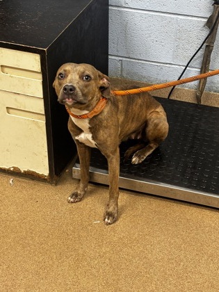 Shelter Stray Female Dog last seen , , GA, 3280 Chamblee Dunwoody Rd, Chamblee, GA 30341, USA