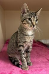 Shelter Stray Female Cat last seen Near Autum circle Stone Mountain, 30088, 30088, GA, 3280 Chamblee Dunwoody Rd, Chamblee, GA 30341, USA
