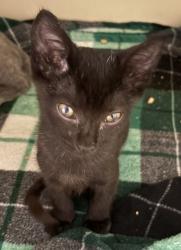 Shelter Stray Male Cat last seen Near Rainbow Drive, 30034, GA, 3280 Chamblee Dunwoody Rd, Chamblee, GA 30341, USA