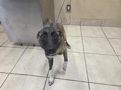 Shelter Stray Female Dog last seen 170-blk E Whitestone Blvd, City of Cedar Park, TX, 1855 SE Inner Loop, Georgetown, TX 78626, USA