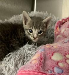 Shelter Stray Female Cat last seen LPD/Emergency Clinic, Longview, City of, TX, 303 H G Mosley Pkwy, Longview, TX 75604, USA
