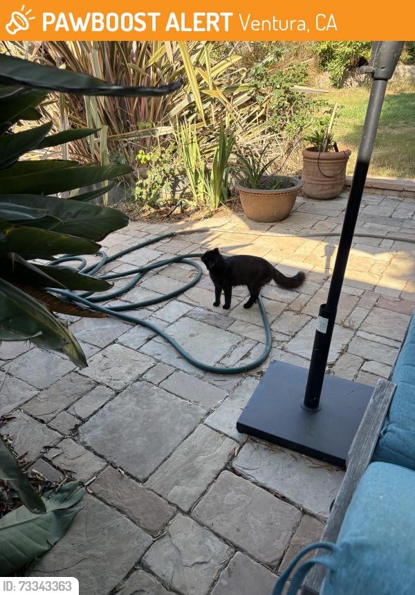 Found/Stray Unknown Cat last seen Roswell st & Roswell Ct, Ventura, CA 93001
