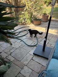 Found/Stray Unknown Cat last seen Roswell st & Roswell Ct, Ventura, CA 93001
