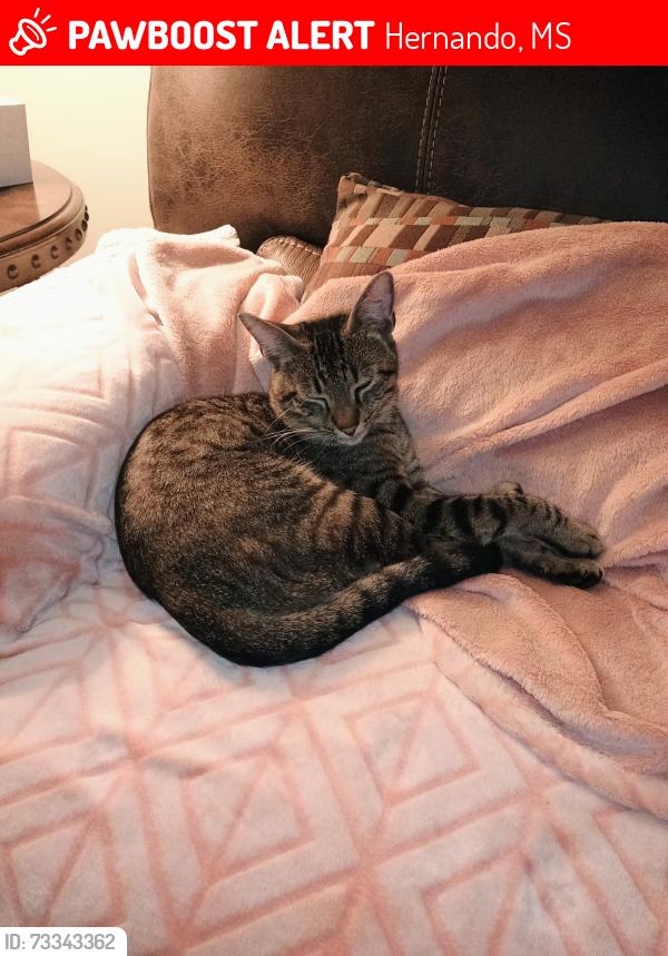 Lost Male Cat last seen South,Vaiden Ridge, fountain Lane,, Hernando, MS 38632