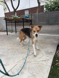 Found/Stray Female Dog last seen Lorenz Rd and Broadway, San Antonio, TX 78209